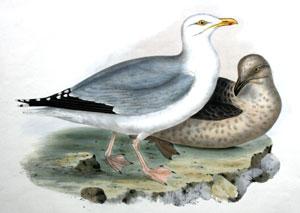 Herring Gull. Larus argentatus, (Brunn)