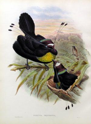 Parotia Sexpennis (Six-Plummed Bird of Paradise)