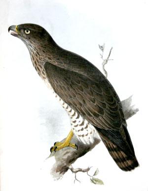 Short-Toed Eagle. Circaetus brachydactylus; (Vieill_