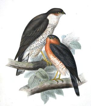 Sparrow Hawk. Accipiter fringillarius, (Ray). Falco nisus; (Linn)