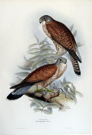 Falco tinnunculus, Linn (Common Krestel)