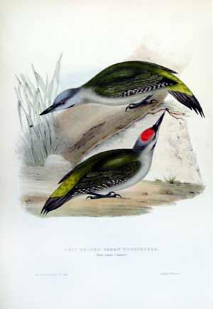 Grey Headed Green Woodpecker; Picus canus (Gmelin)