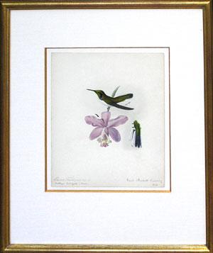 Original Watercolor of a Hummingbird for Les Oiseaux Les Plus Remarquable