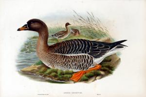 Anser Segetum (Bean-Goose)