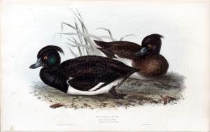 Tufted Duck. Anas cristata; (Ray), Fuligula cristata; (Steph)