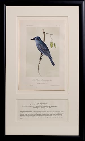 The Prince Maximilian's Jay