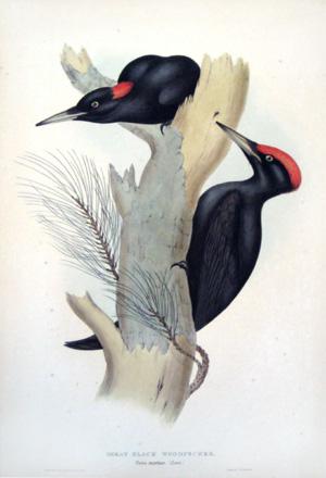 Great Black Woodpecker, Picus martius (Linn)
