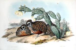 Cyrtonyx Ocellatus: Gould (Ocellated Partridge)