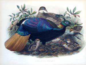 Lophophorus Impeyanus (Himalayan Monal Pheasant)