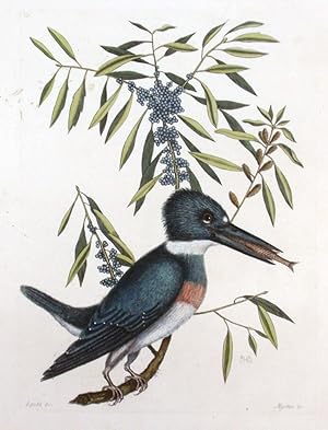 Plate 69 - The Kingfisher