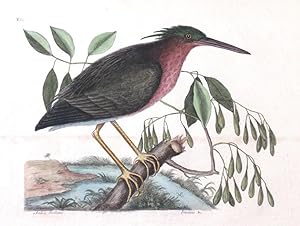 Plate 80 - The Small Bittern