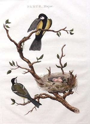 Parus, Major (sparrow)