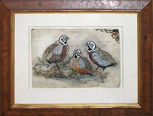 Artist proof for A Monograph of the Odontophorinae, or Partridges of America.