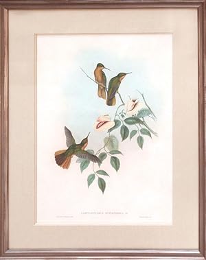 Campylopterus Hyperythrus (Rufous-breasted Sabre-wing)
