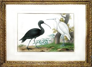 Glossy Ibis and Egret