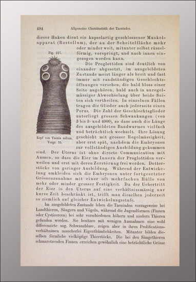 Der Parasit in den Schweinen
