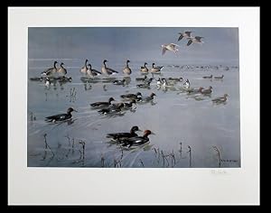 [Widgeon (Anas penelope) and Pinkfooted geese (Anser brachyrhynchus)]