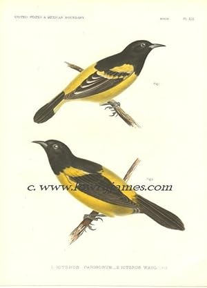 United States and Mexican Boundary Survey. Plate #XIX Icterus Parisorum (Scott's Oriole) & Icteru...