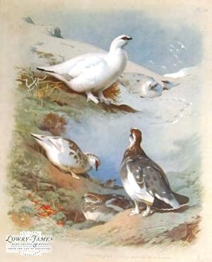 British Birds. Plate #56: Ptarmigan (male & female, winter & autumn).