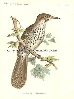 United States and Mexican Boundary Survey. Plate XIV. Toxostoma Longirostris Long-billed Thrasher).
