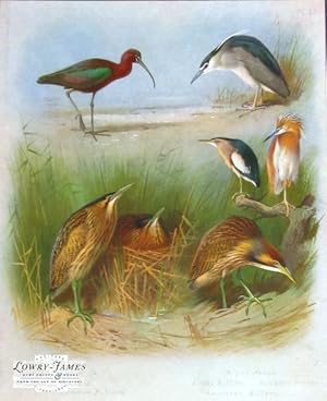 British Birds. Plate #41: Glossy Ibis, Night Heron, Little Bittern, Squacco Heron, Common Bittern...