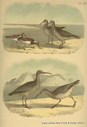 Plate XLV The Turnstone, Esquimaux Curlew, Hudsonian Curlew Studer's Popular Ornithology. The Bir...