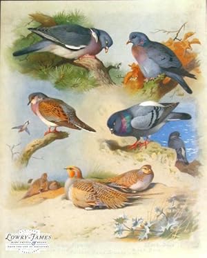 British Birds. Plate #53: Wood Pigeon, Stock-Dove, Turtle Dove, Pallas's Sand Grouse (M & F).