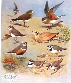 British Birds. Plate #62: Black-winged Pratincole, Pranticole, Caspian Plover (adult & young), Cr...