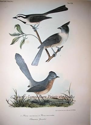 Plate VIII. Parus montanus, Parus inortus, Chamoea fasciata (Willow tit(mouse), Plain Titmouse, W...