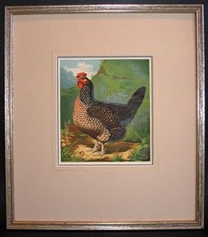 Mr. John Martin's Single Combed Dorking Hen.