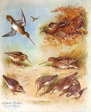 British Birds. Plate #65: Common Snipe, Woodcock, Jack Snipe, Great Snipe, Broad-billed Sandpiper...