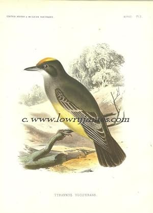 United States and Mexican Boundary Survey. Plate X. Tyrannus Vociferans (Cassin's Flycatcher).