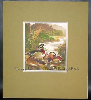 Carolina (Wood) Ducks & Mandarin Ducks.