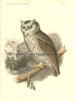 United States and Mexican Boundary Survey. Plate 1. Scops Mc Callii (Texas Screech Owl).