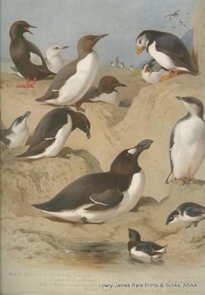 British Birds. Plate #76: Black Guillemot (summer & winter), Puffin (summer & winter), Common Gui...