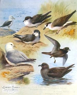 British Birds. Plate #80: Black-browed Albatross, Manx Shearwater, Collared Petrel, Capped Petrel...