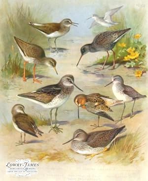 British Birds. Plate #68: Green Sandpiper, Spotted Redshank (summer & winter), Redshank, Greensha...
