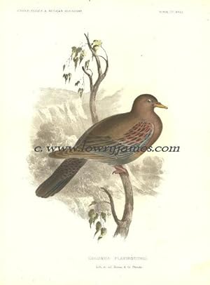United States and Mexican Boundary Survey. Plate XXIII. Columba Flavirostris (Red-billed Dove/ Pi...