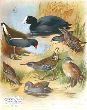 British Birds. Plate # 59: Coot, Moor-hen, Water-rail, Carolina Crake, Spotted Crake, Baillon's C...