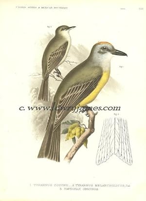 United States and Mexican Boundary Survey. Plate XI. Tyrannus Couchii (Couch's Flycatcher), Tyran...