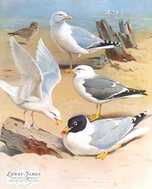 British Birds. Plate #73: Herring-gull (adult & young), lesser Black-backed Gull, Iceland Gull, G...