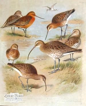 British Birds. Plate #69: Bar-tailed Godwit (summer & winter), Black-tailed Godwit (summer & wint...