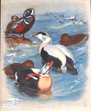 British Birds. Plate #50: Harlequin Duck ( M&F), Eider Duck (M&F), King-Eider (M&F).