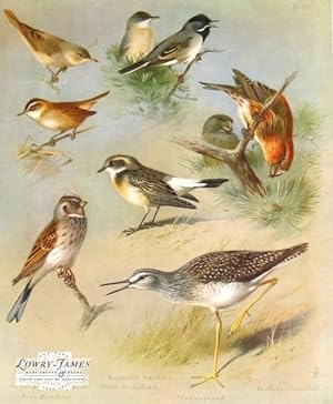 British Birds. Plate # 80B: Olivaceous Warbler, Ruppell's Warbler, Moustached Warbler, Pied Wheat...