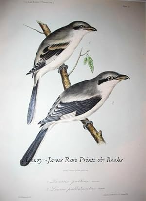 Pl. 23 Lanius pallens, Cassin. Lanius pallisirostris, Cassin. (Steppes Grey Shrike) From The Jour...