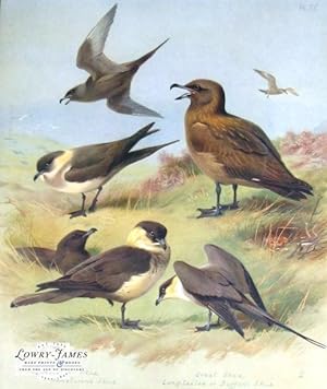 British Birds. Plate #75: Richardson's Skua, Great Skua, Pomatorine Skua, Long-tailed or Buffon's...