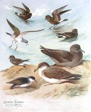 British Birds. Plate #79: Storm Petrel, Leach's Fork-tailed Petrel, Frigate Petrel, madeiran Fork...