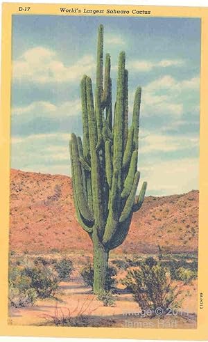 Vintage Postcard - World's Largest Sahuaro Cactus