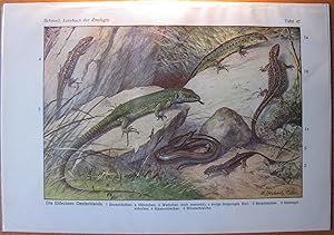 Antique Chromolithograph. Lizards.
