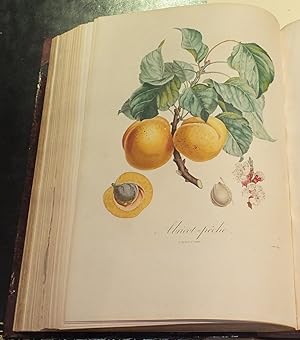 Pomologie Francaise. Recueil des plus beaux fruits cultives en France.